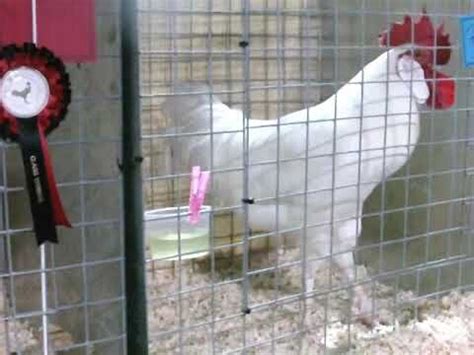 Minorca chicken hatcheries and breeders — The Featherbrain