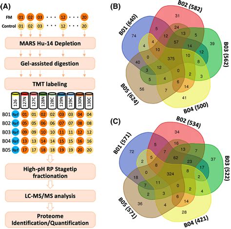 A Experimental Workflow For Fm Serum Proteome Analysis The Download Scientific Diagram