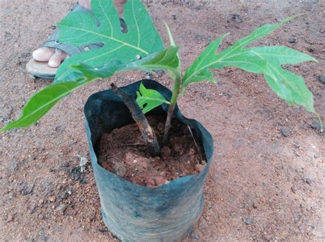 BUY BREADFRUIT Artocarpus Altilis Plant Bangalore Agrico