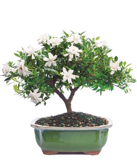 Premium Gardenia Bonsai at From You Flowers