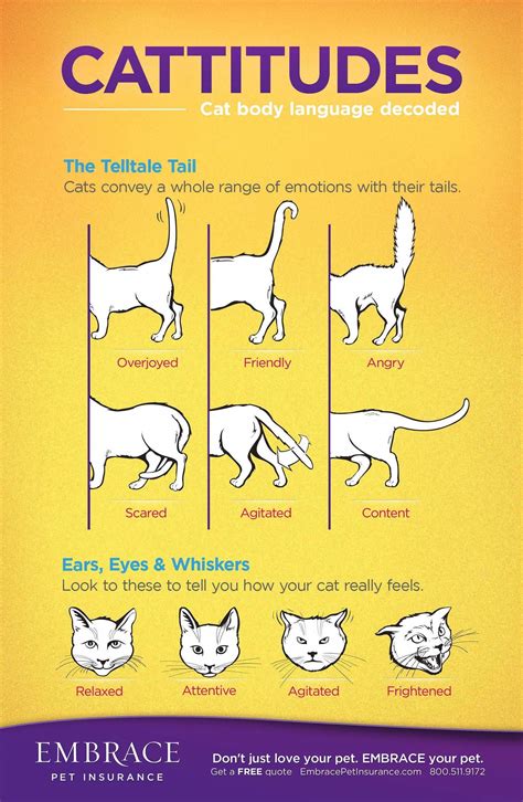 Female Cat Body Parts