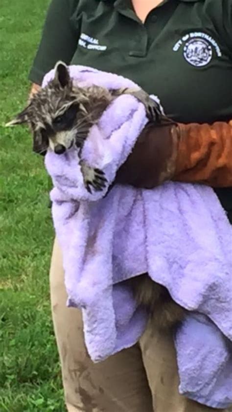 Raccoon Rescued After Being Stuck In Sewer Drain Wjar