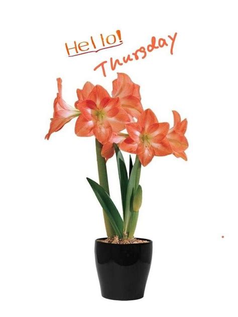 An Orange Flower In A Black Pot With The Words Hello Thursday Written On It