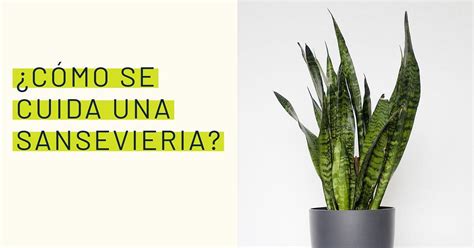 Guía completa para trasplantar sansevieria consejos y pasos a seguir