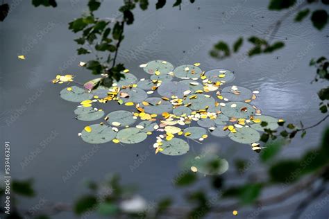 bouquet de feuilles de nénuphars sur un petit étang au début du