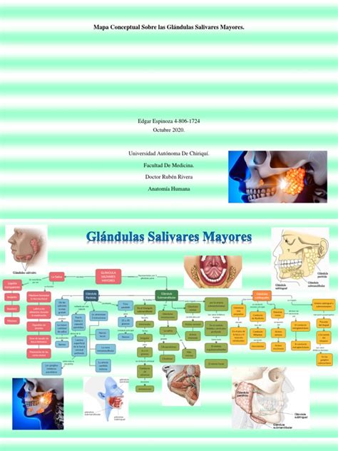 Mapa Conceptual Sobre Las Glándulas Salivares Mayores Pdf