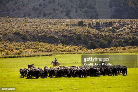 Herding Cattle Photos and Premium High Res Pictures - Getty Images