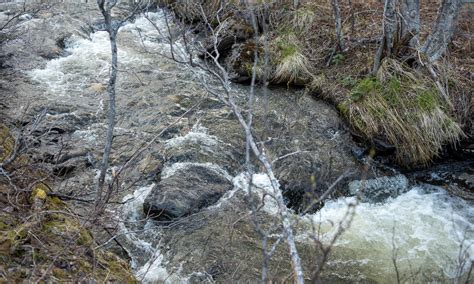 Category Bog Swamp › Way Up North