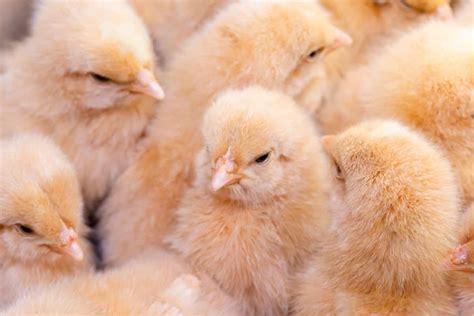 How To Start Poultry Farming In Manipur Business Plan Set Up Cost