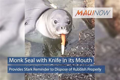 Hawaiian Monk Seal Habitat Rules to Help Prevent Extinction | Maui Now