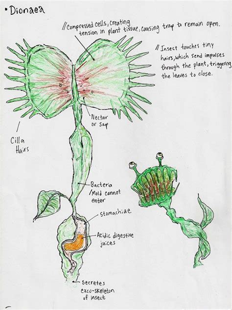 Diagram Of The Venus Flytrap Venus Flytrap Plant Honda Blade