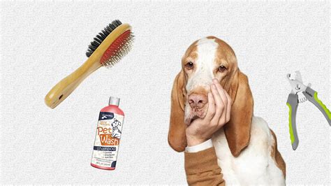 Why And How To Groom Your Dog Petaholics