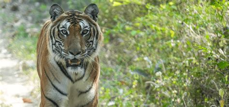 Gopal - Wildlife SOS