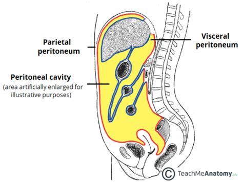 The Peritoneal Cavity - Greater Sac - Lesser Sac - TeachMeAnatomy