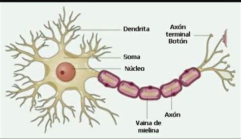 Les parts d'una neurona | Neuron model, Neurons, Nervous system