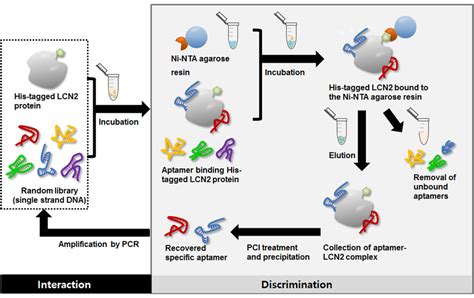 Aptamer Based Sandwich Assay And Its Clinical Outlooks For Detecting