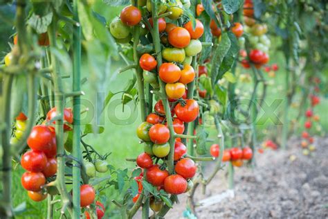 Tomatoes In The Field Stock Image Colourbox