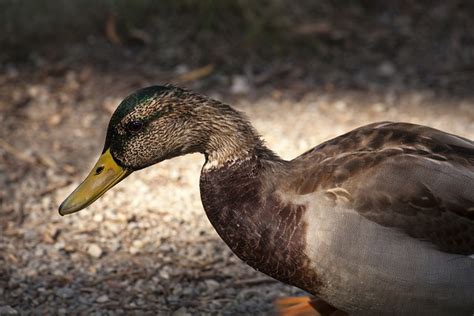 Canard Colvert Sauvagine Oiseau Photo Gratuite Sur Pixabay Pixabay