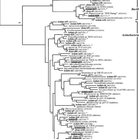 Phylogenetic Relationship Of The Representative Isolates Clonal Types