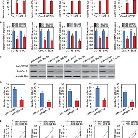 Overexpression Of MiR305p Reduces CRC Cell Stemness A MiR305p