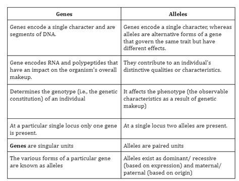 What Are Alleles 88guru