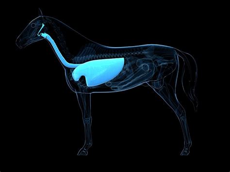 Horse Respiratory System Photograph By Scieproscience Photo Library