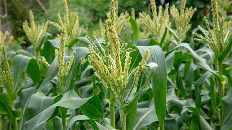 How To Grow Corn In Small Garden At Howard Shaw Blog