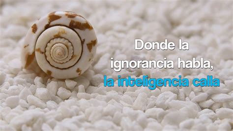 Introducir Imagen Frases Donde La Ignorancia Habla La Inteligencia