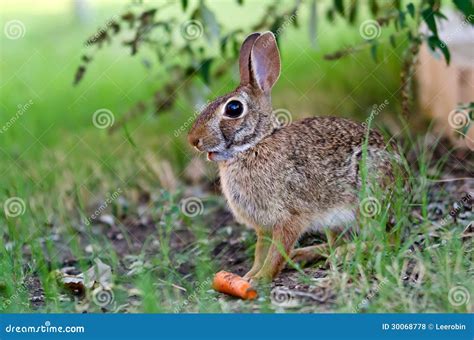 Cottontail Rabbit Bunny Eating Carrot Stock Photo Image Of Lepus