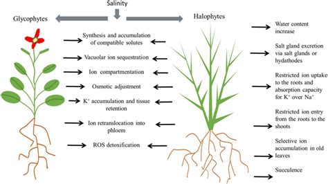 Comparative Diagram And Overview Of Major Plant Salt Tolerance