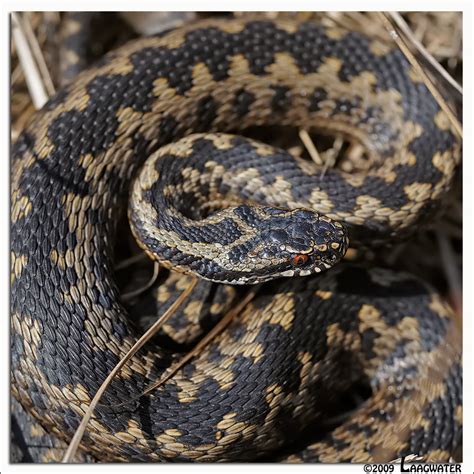 Common Viper - Adder - Vibera berus