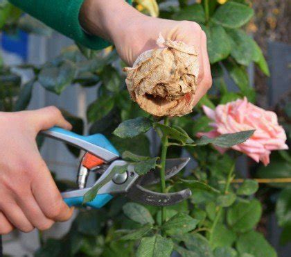 Plantes Sans Eau Qui R Sistent La S Cheresse Au Jardin