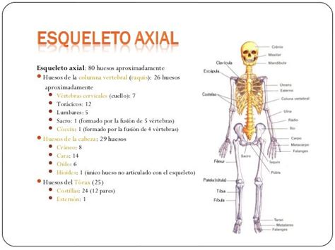 Anatoma Humana OSTEOLOGIA Generalidades Esqueleto Axil