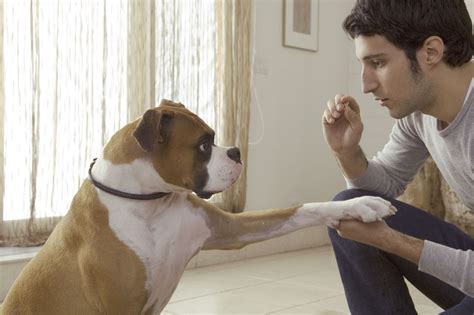 Coisas Que Todo Dono De Cachorro Ocupado Deve Saber Blog Petiko