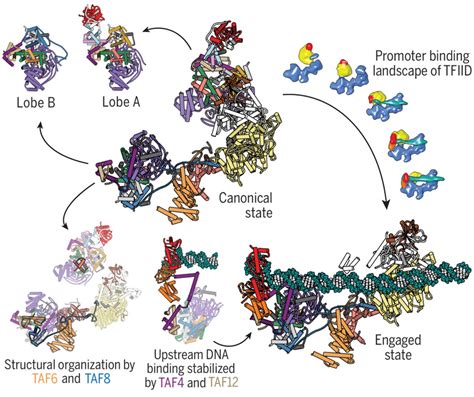 Promoter Dna