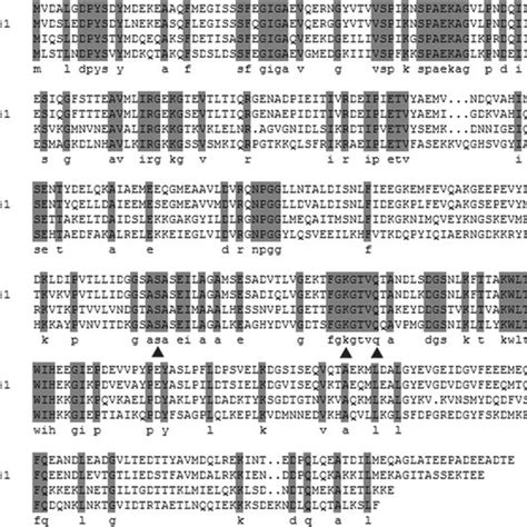 Amino Acid Sequence Alignment Of Cpls41 And Other Serine Proteases From