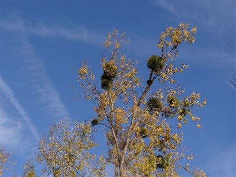 Des chatons dans l arbre les peupliers Nature en ville à Cergy Pontoise