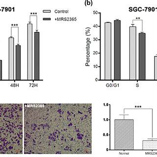 Effect Of The MRS2365 On The RasRafMEKERK Signaling Pathway In