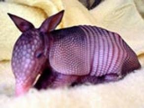 Armadillo Reproduction - EARJ'S ECOSYSTEM