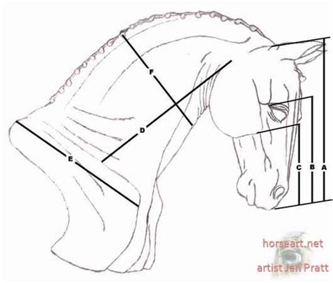 How To Draw A Horse Head Exploring Points Of The Horse Proportions