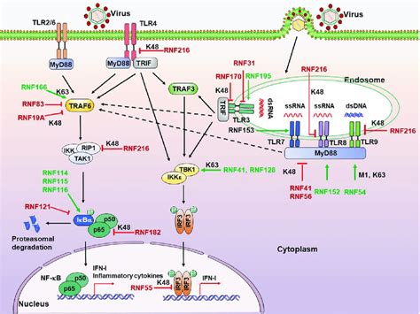 RNF Proteins Regulate The TLR Signaling Pathway TLRs Locate At Both