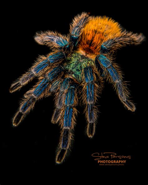 Chromatopelma Cyaneopubescens GBB Green Bottle Blue Tarantula 75