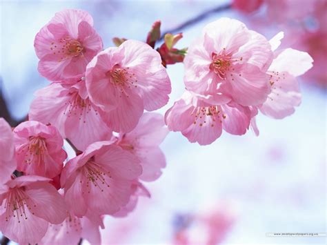 🔥 [40+] Sakura Tree Wallpapers | WallpaperSafari