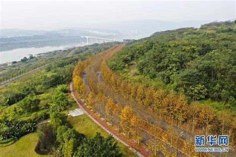 一江碧水串起綠色島鏈——重慶江心島「生態留白」調查 每日頭條