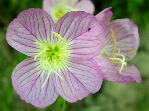 Plantfiles Pictures Oenothera Species Mexican Evening Primrose Pink