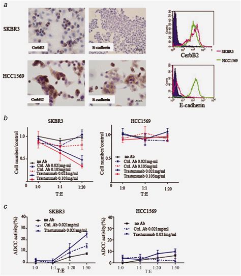 Ecadherin Expression On Human Carcinoma Cell Affects Trastuzumab