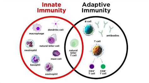 Difference Between Innate Immunity And Adaptive Immunity