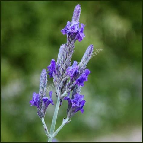 Buy Lavender, Pinnata plants online from Norfolk Herbs