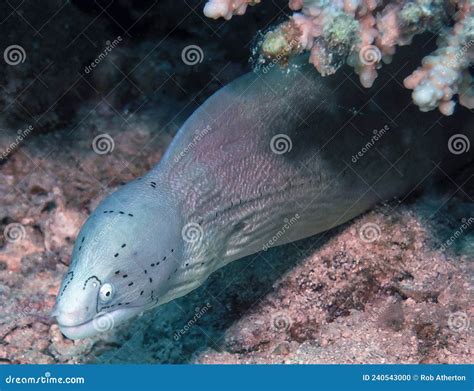 A Geometric Moray Eel Gymnothorax Griseus In The Red Sea Stock Photo