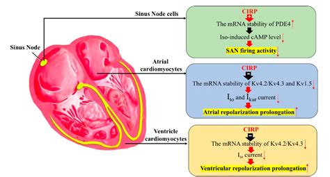 Figure From The Role Of Cold Inducible Rna Binding Protein In Cardiac